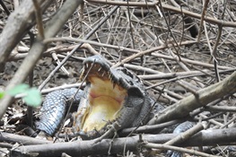 First Time Ever Observed: The Nesting of a Reintroduced Critically Endangered Siamese Crocodile